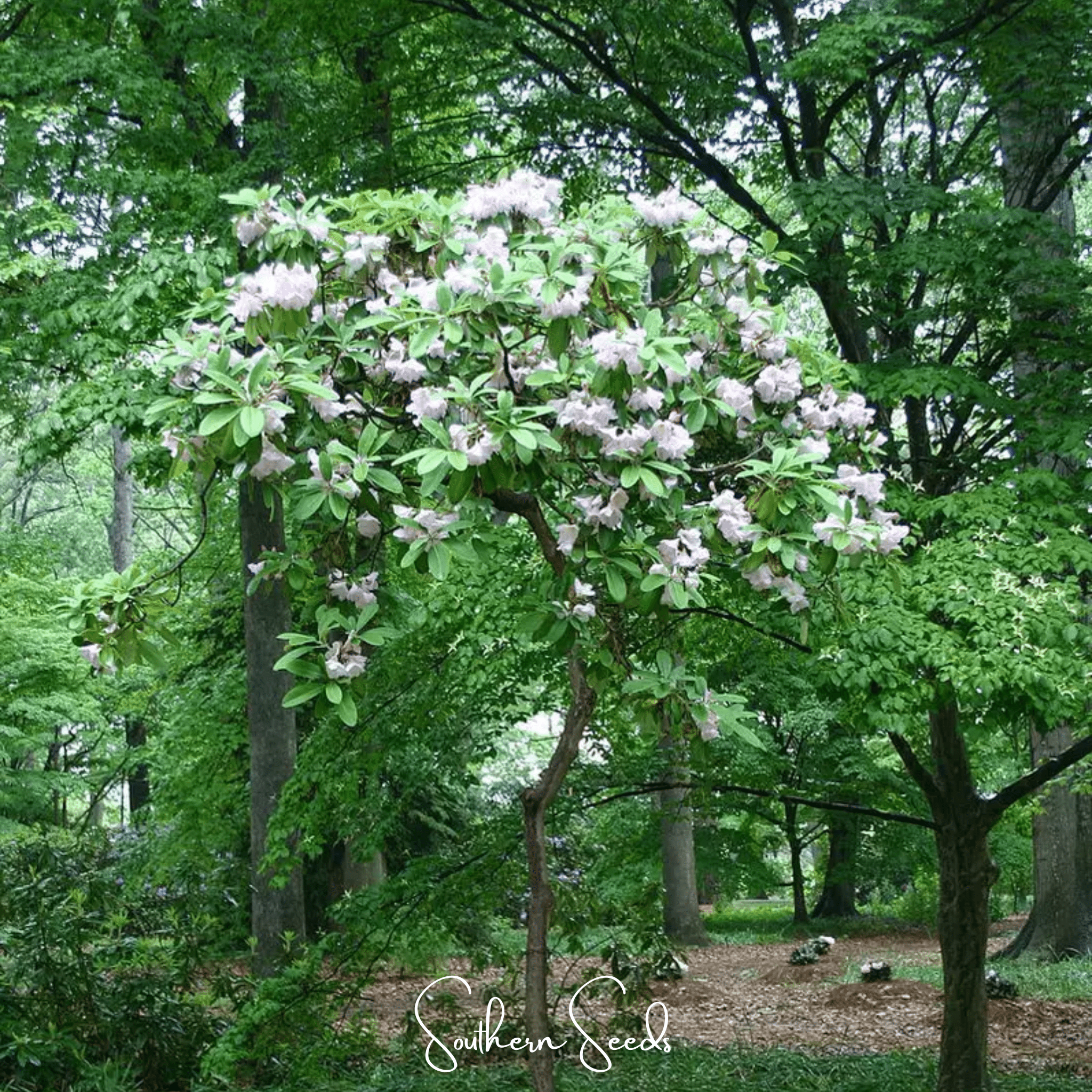 Fortune Rhododendron – 100 Seeds Southern Seeds