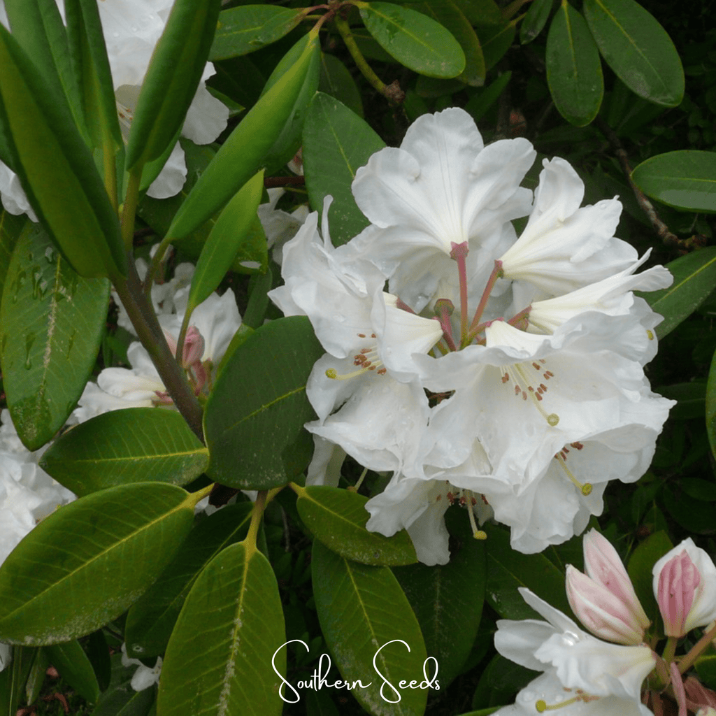 Fortune Rhododendron – 100 Seeds Southern Seeds
