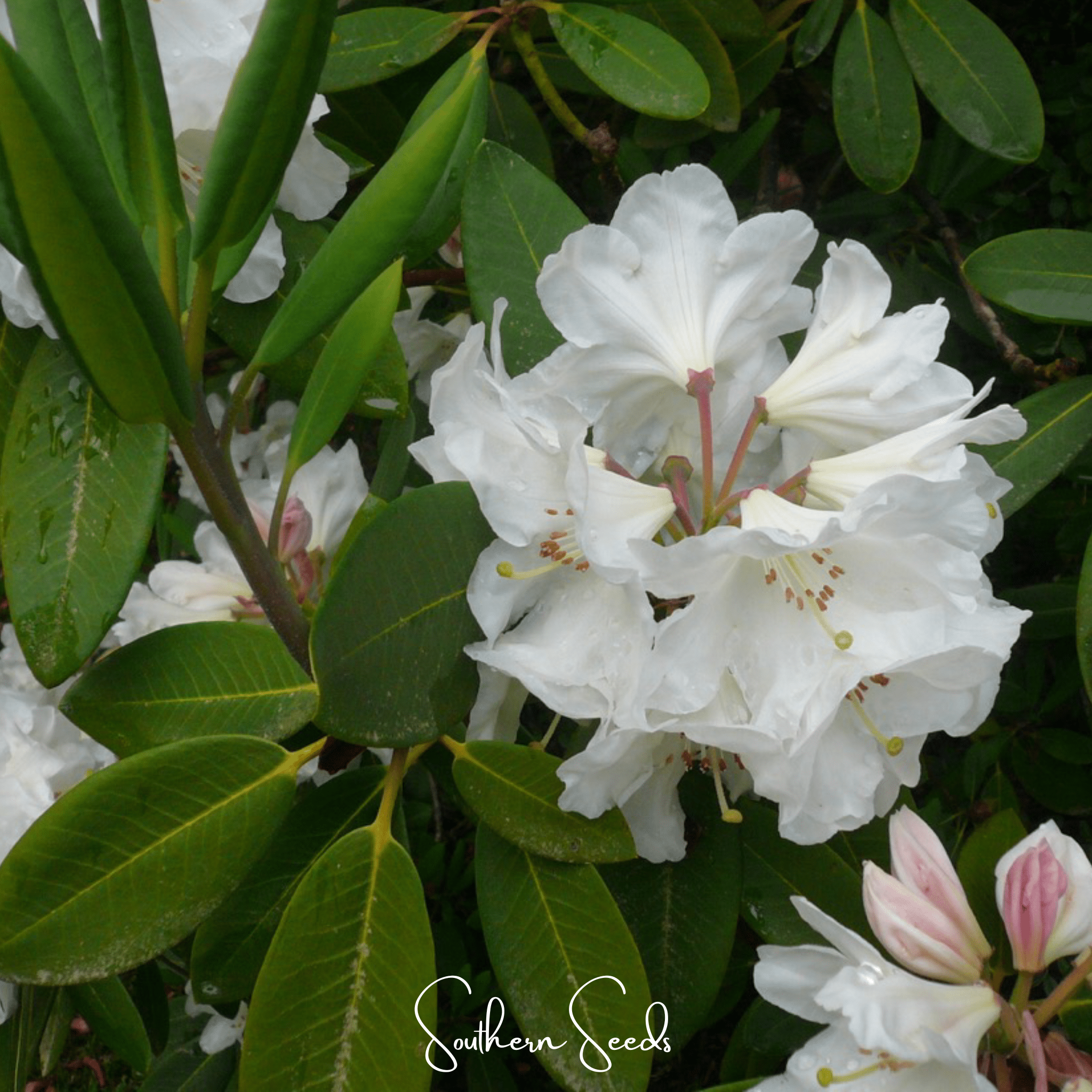 Fortune Rhododendron – 100 Seeds Southern Seeds