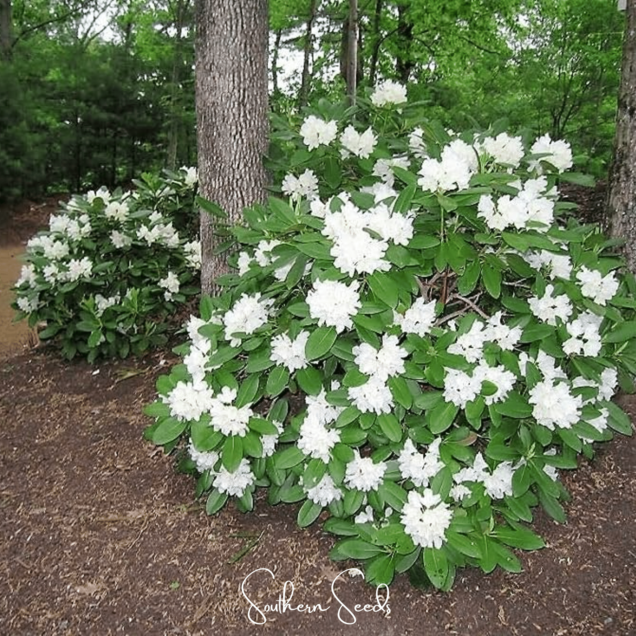 Fortune Rhododendron – 100 Seeds Southern Seeds