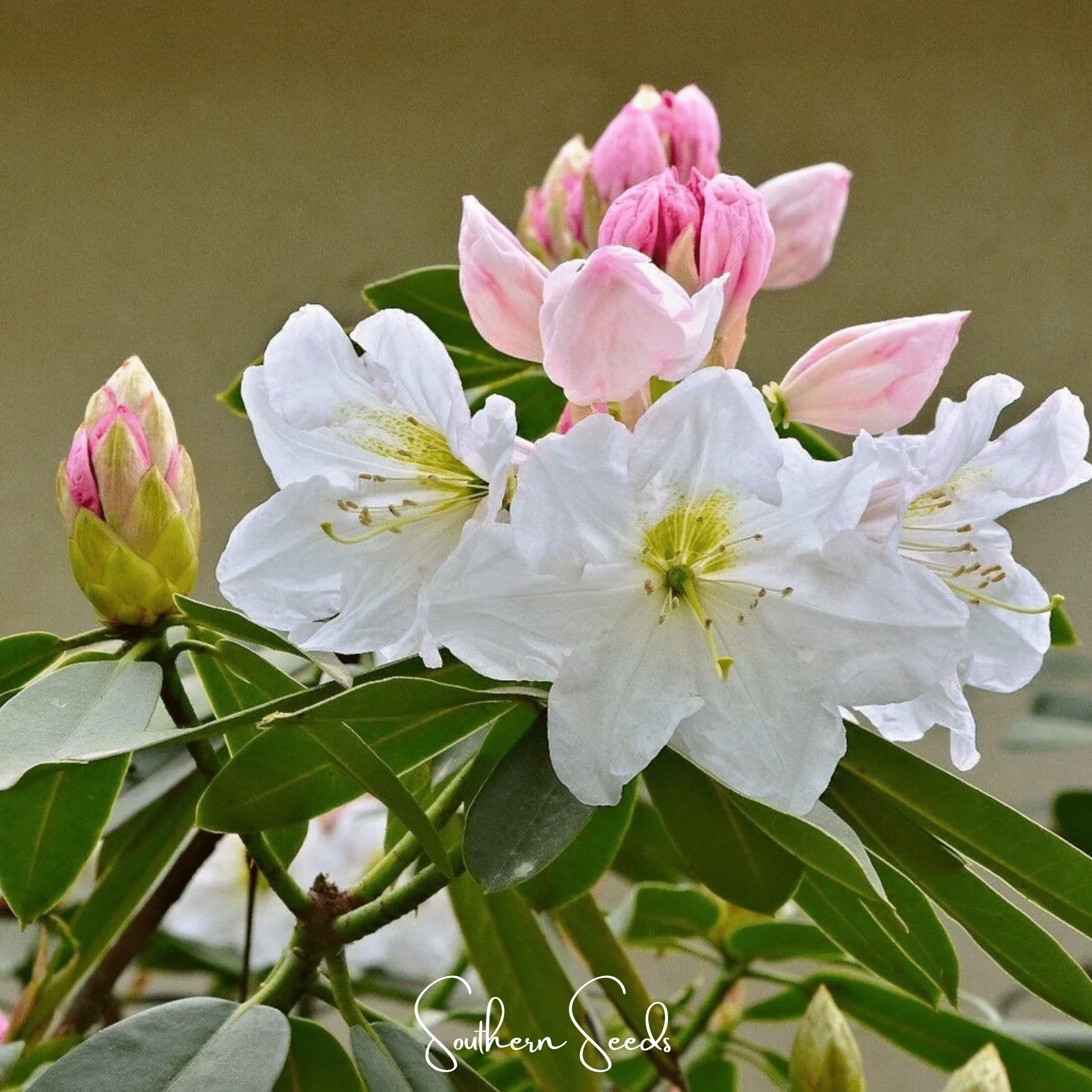 Fortune Rhododendron – 100 Seeds Southern Seeds