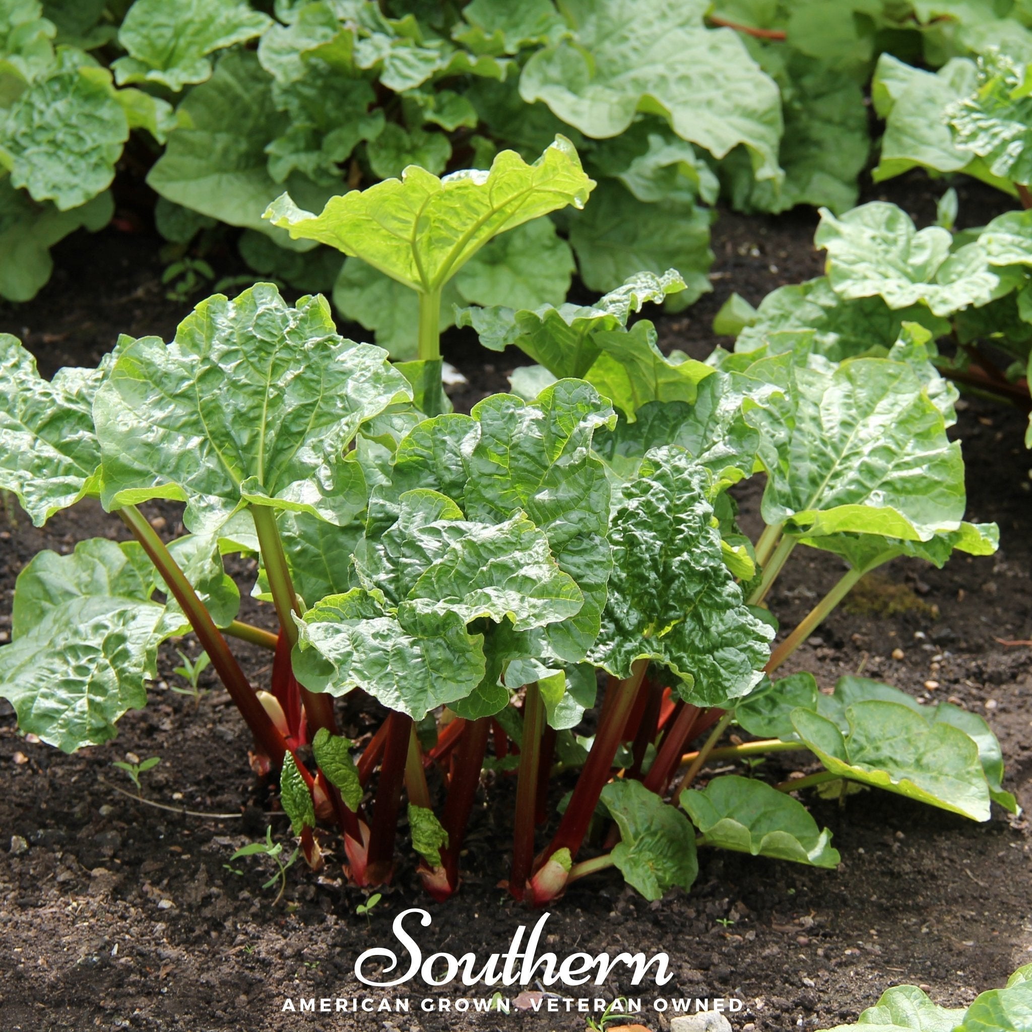 Glaskins Perpetual Rhubarb – 30 Seeds Southern Seeds