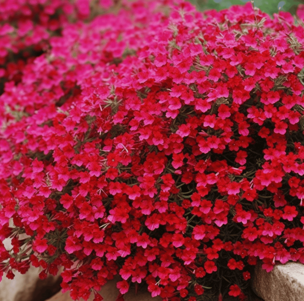 Cascade Red Rockcress – 50 Seeds Southern Seeds
