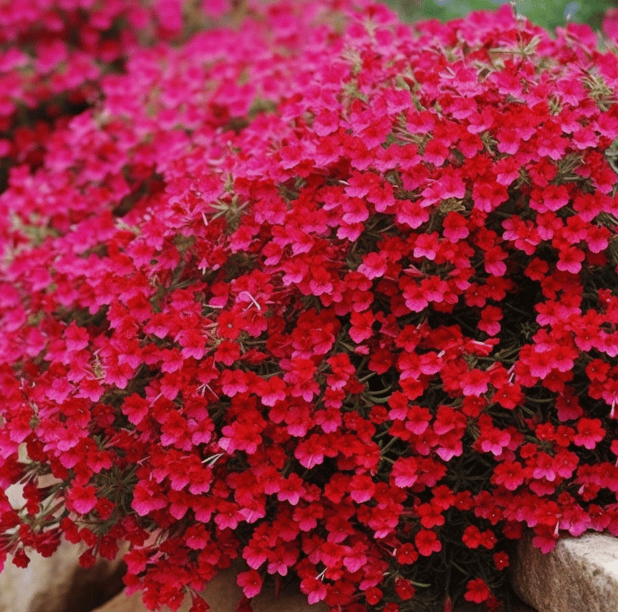 Cascade Red Rockcress – 50 Seeds Southern Seeds
