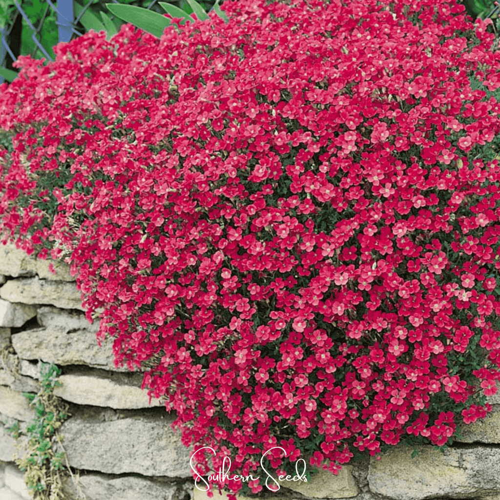 Cascade Red Rockcress – 50 Seeds Southern Seeds