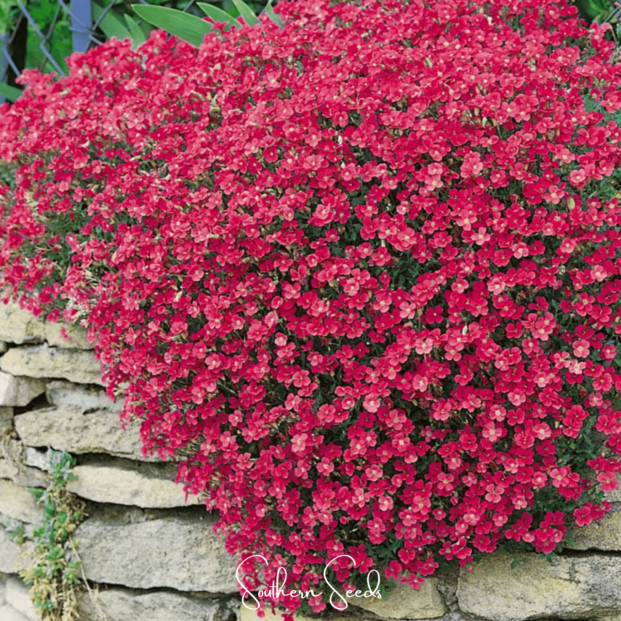 Cascade Red Rockcress – 50 Seeds Southern Seeds