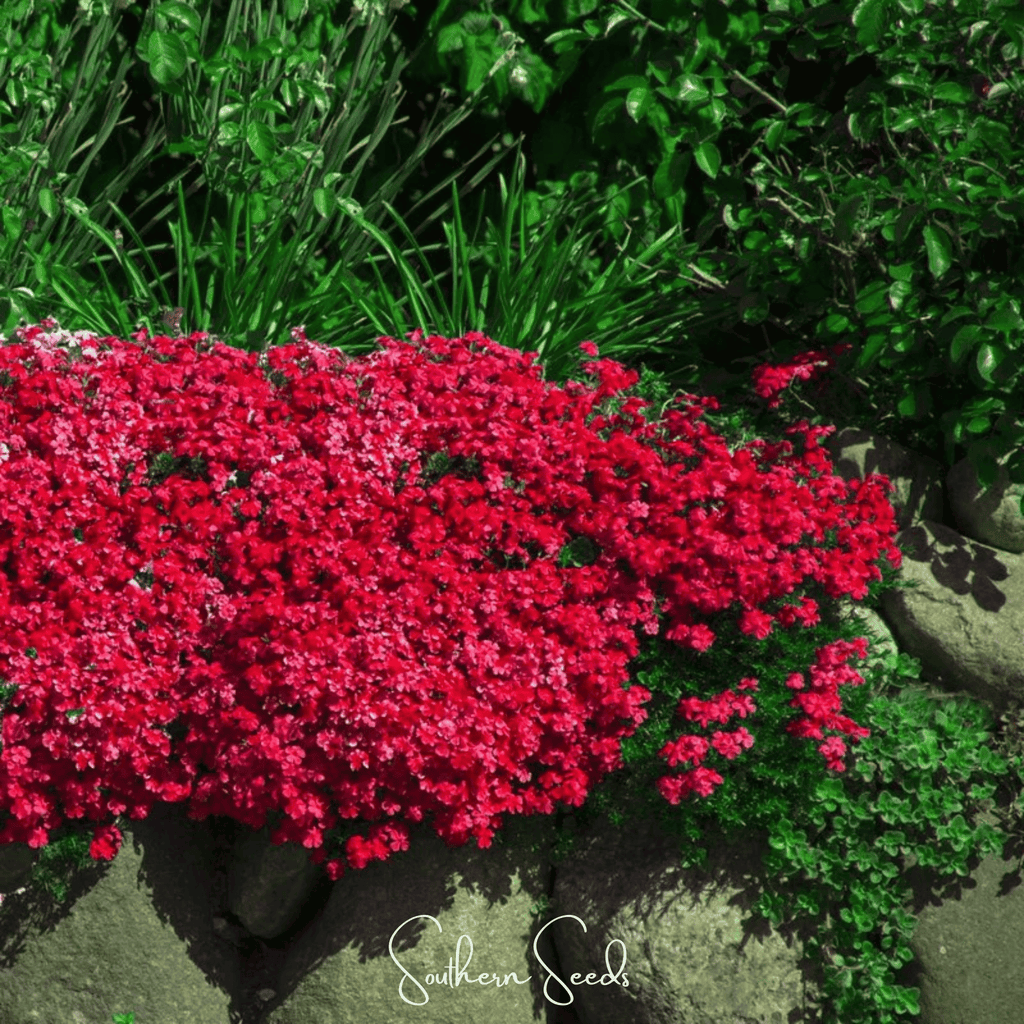 Cascade Red Rockcress – 50 Seeds Southern Seeds