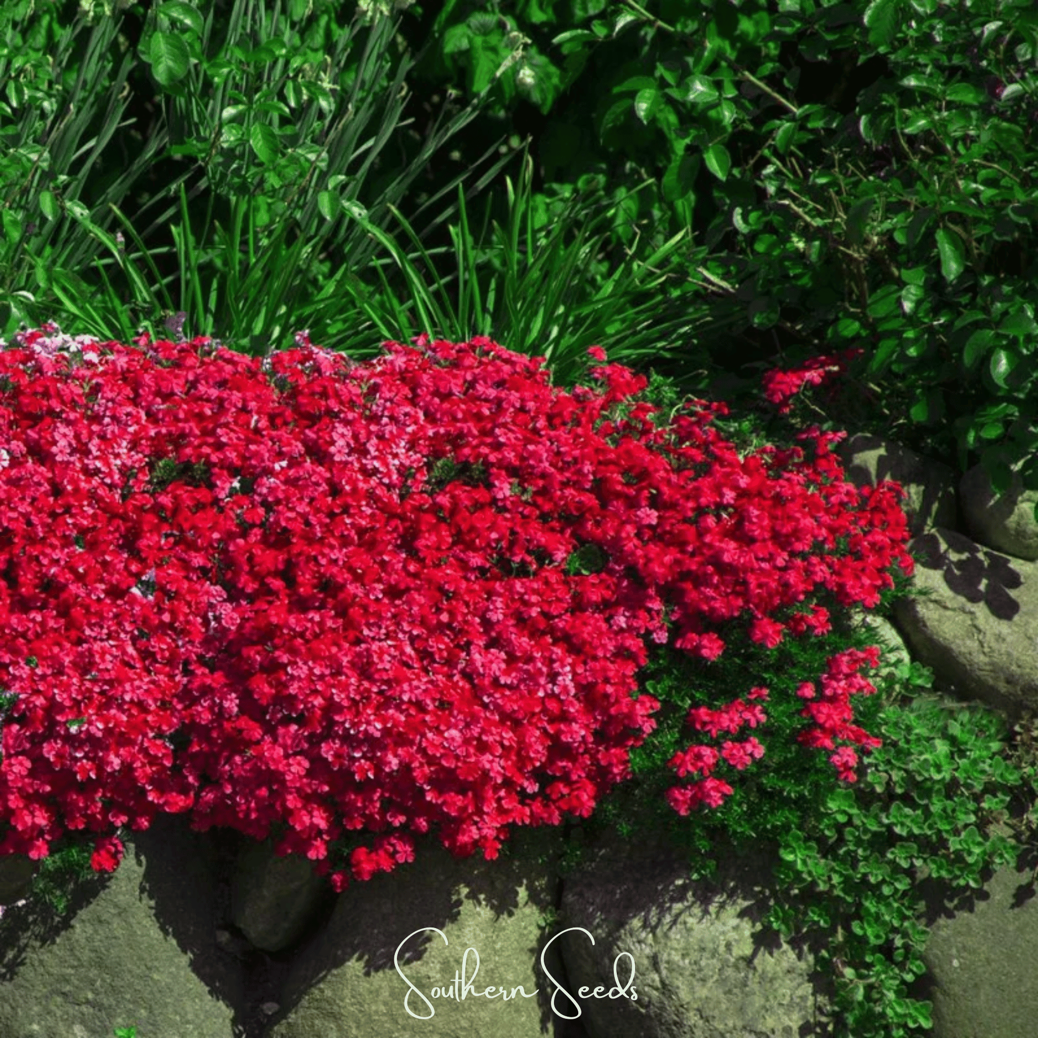 Cascade Red Rockcress – 50 Seeds Southern Seeds