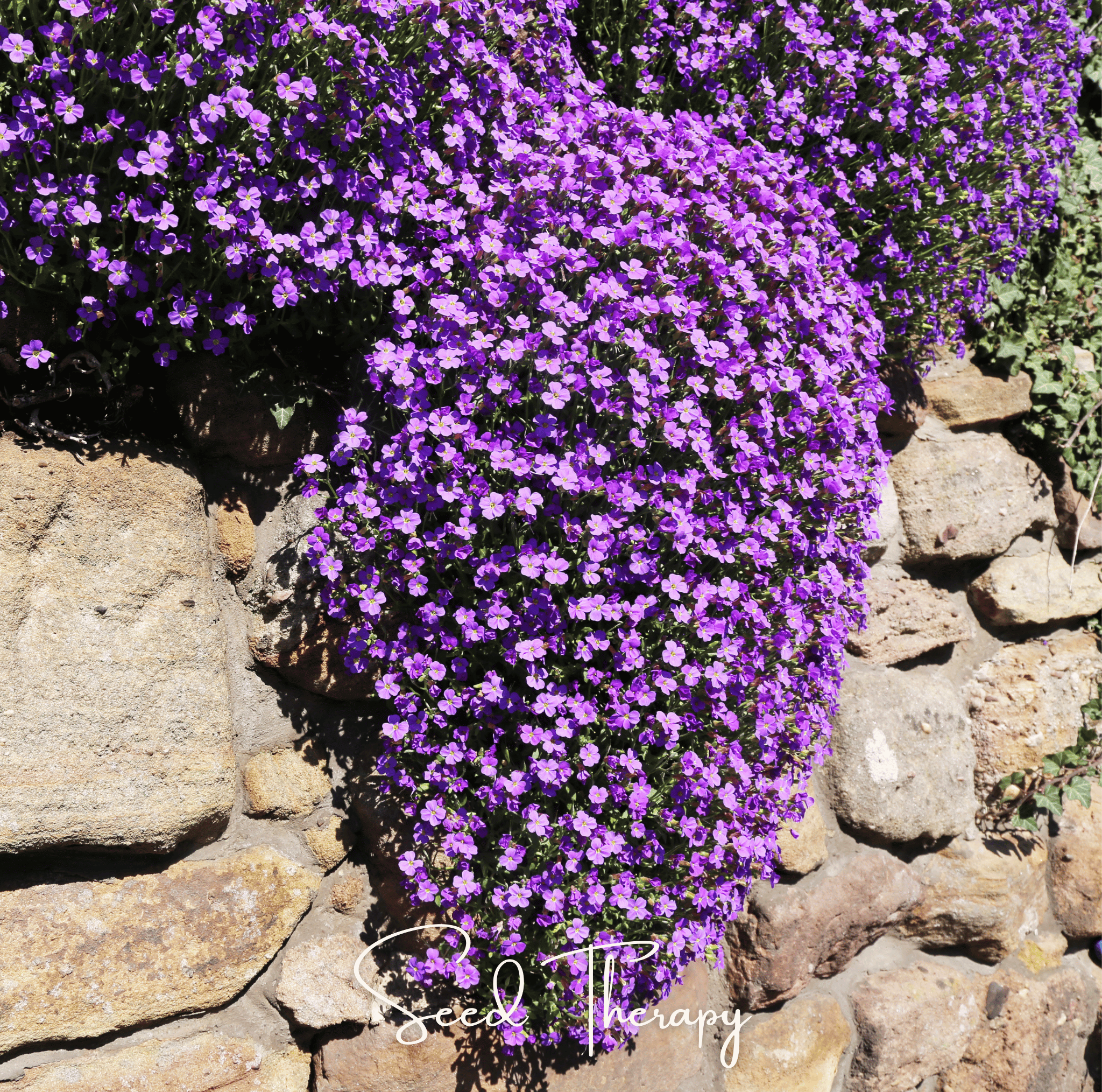 Purple Rockcress – 250 Seeds Southern Seeds