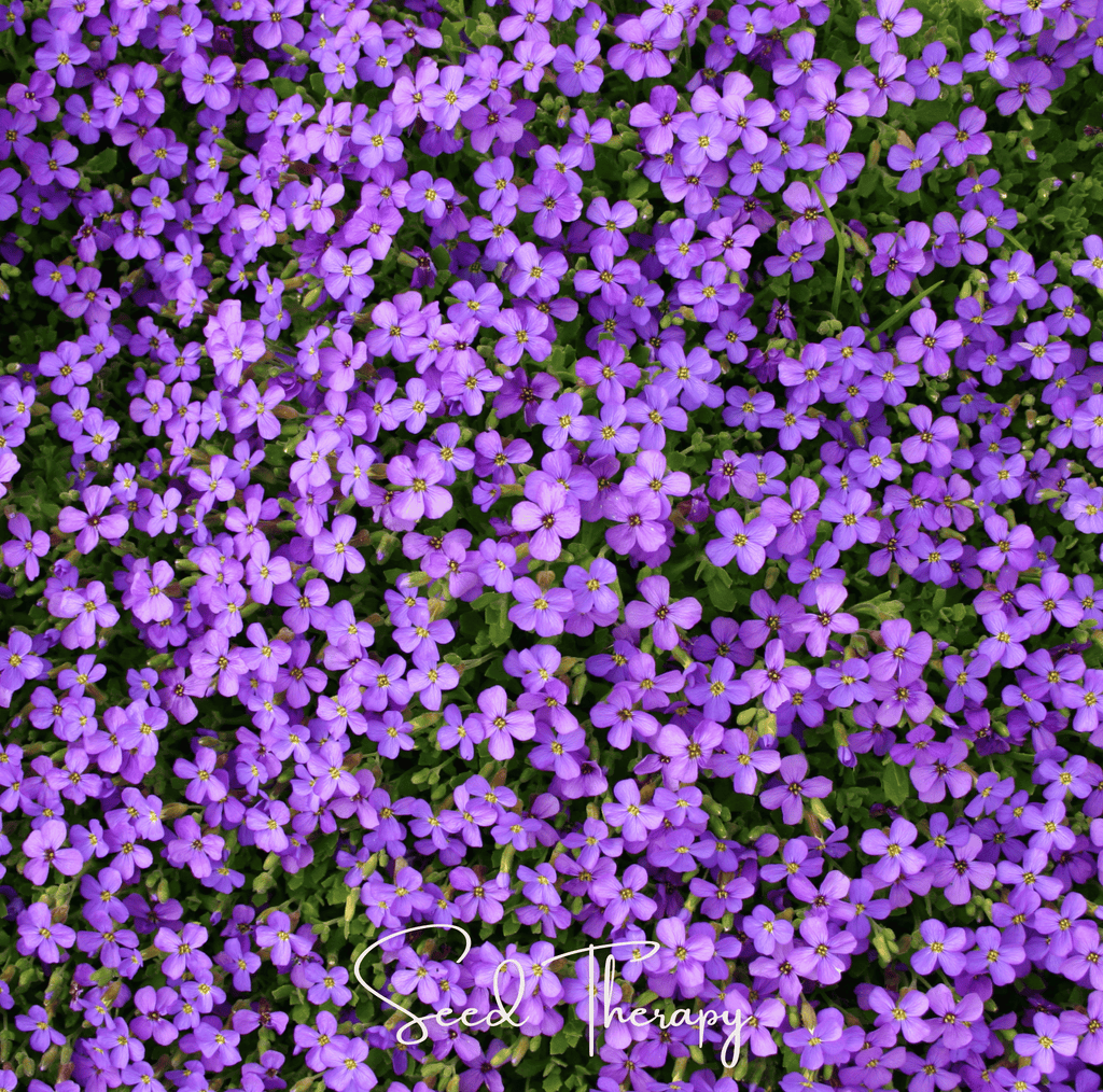 Purple Rockcress – 250 Seeds Southern Seeds
