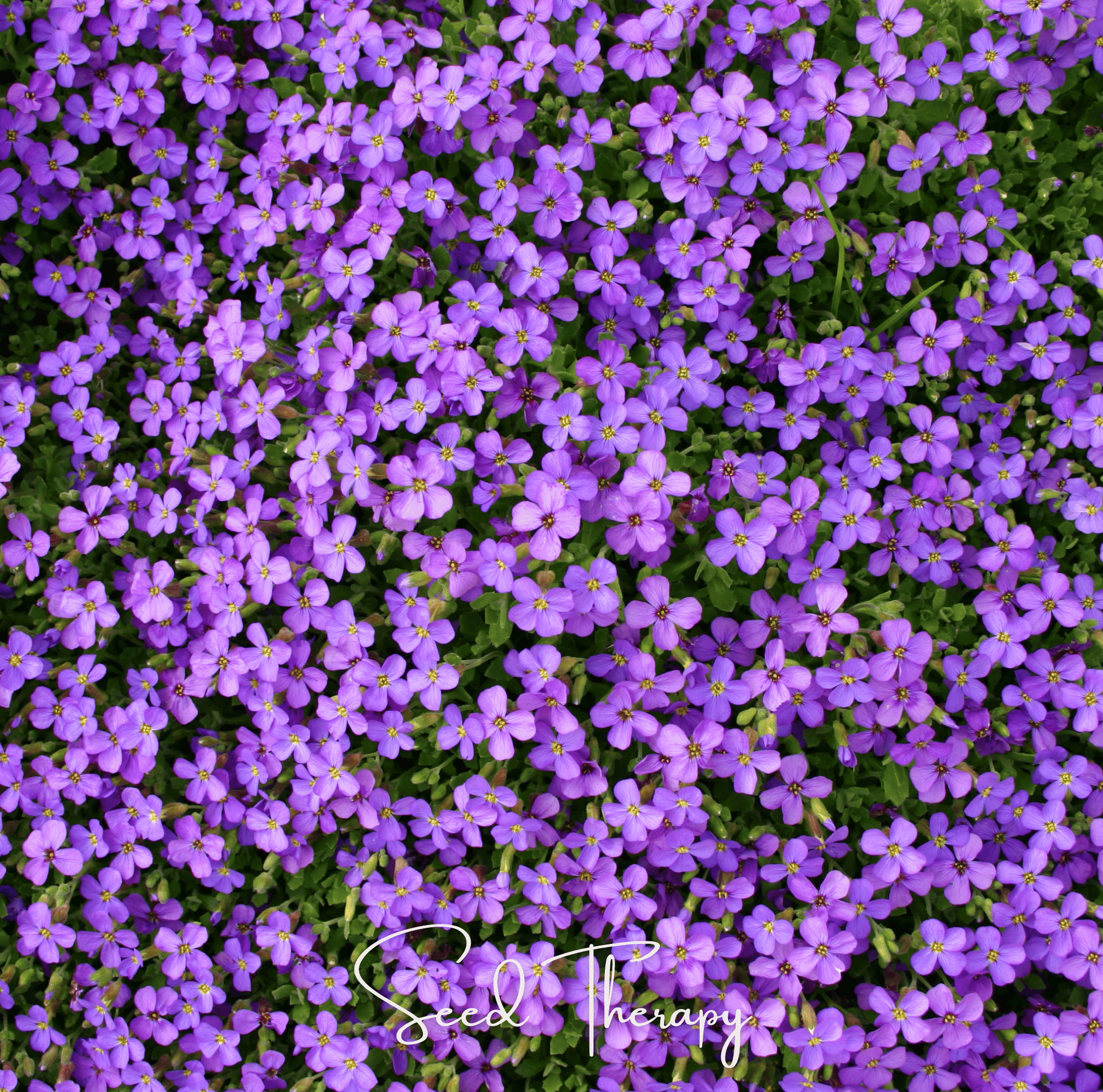 Purple Rockcress – 250 Seeds Southern Seeds