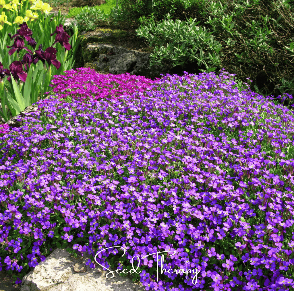 Purple Rockcress – 250 Seeds Southern Seeds