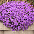 Purple Rockcress – 250 Seeds Southern Seeds