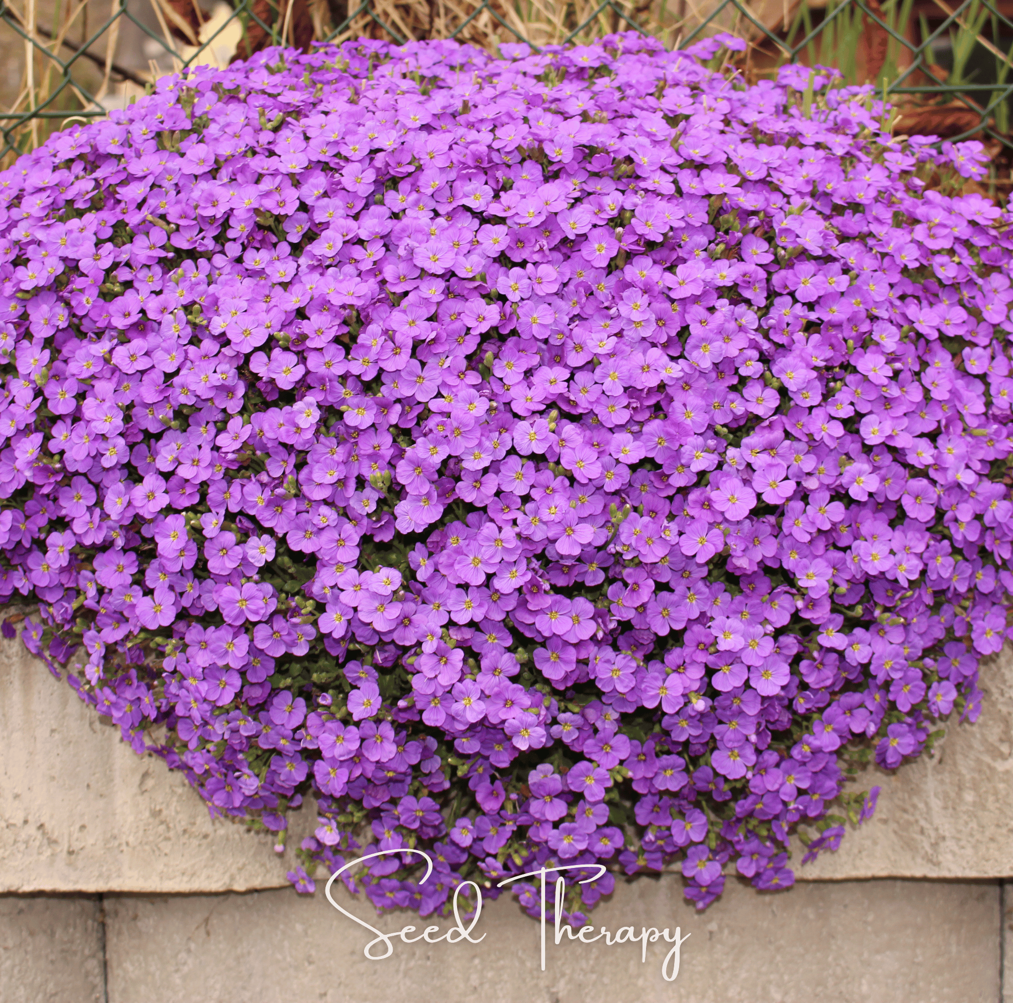 Purple Rockcress – 250 Seeds Southern Seeds