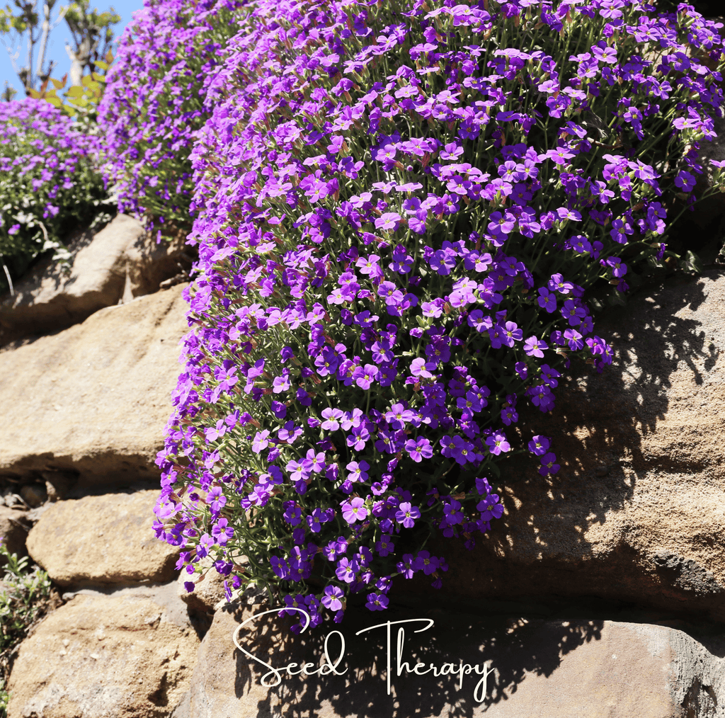 Purple Rockcress – 250 Seeds Southern Seeds