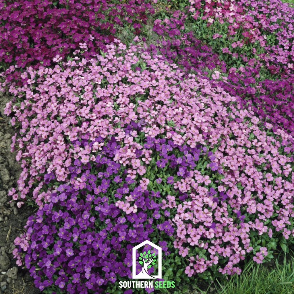Royal Rockcress Mix – 100 Seeds Southern Seeds