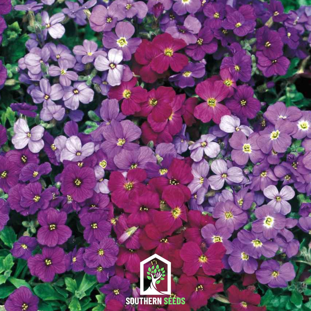Royal Rockcress Mix – 100 Seeds Southern Seeds