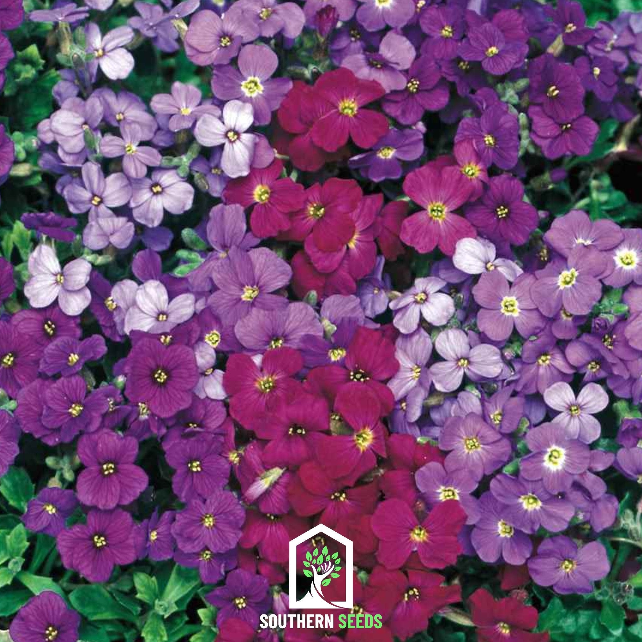 Royal Rockcress Mix – 100 Seeds Southern Seeds