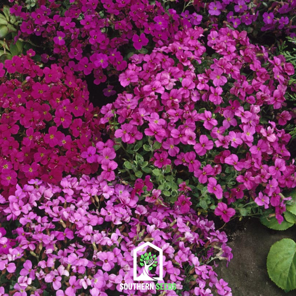 Royal Rockcress Mix – 100 Seeds Southern Seeds