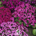 Royal Rockcress Mix – 100 Seeds Southern Seeds
