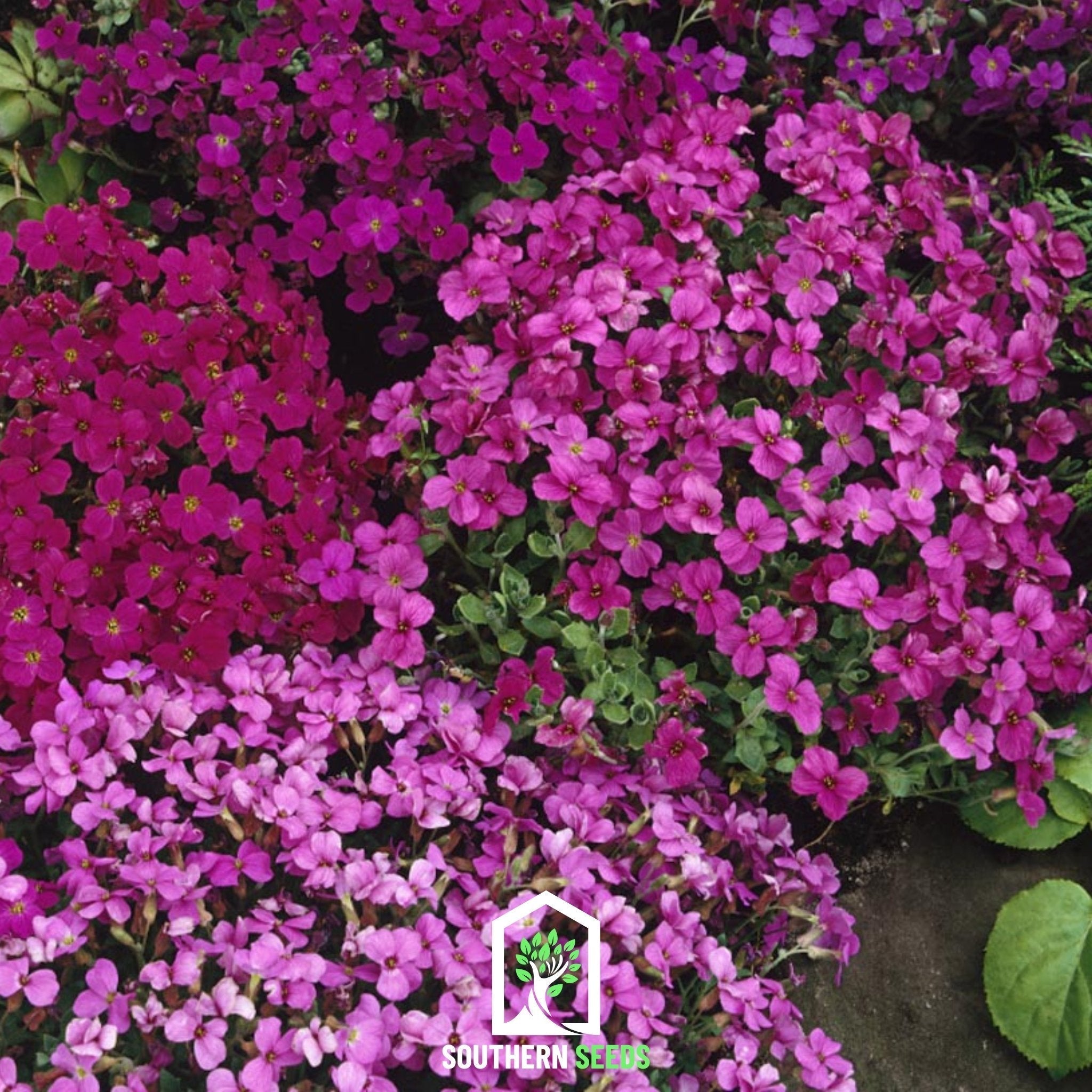 Royal Rockcress Mix – 100 Seeds Southern Seeds