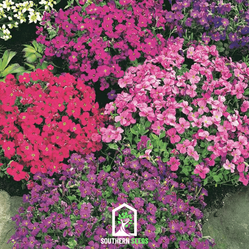 Royal Rockcress Mix – 100 Seeds Southern Seeds