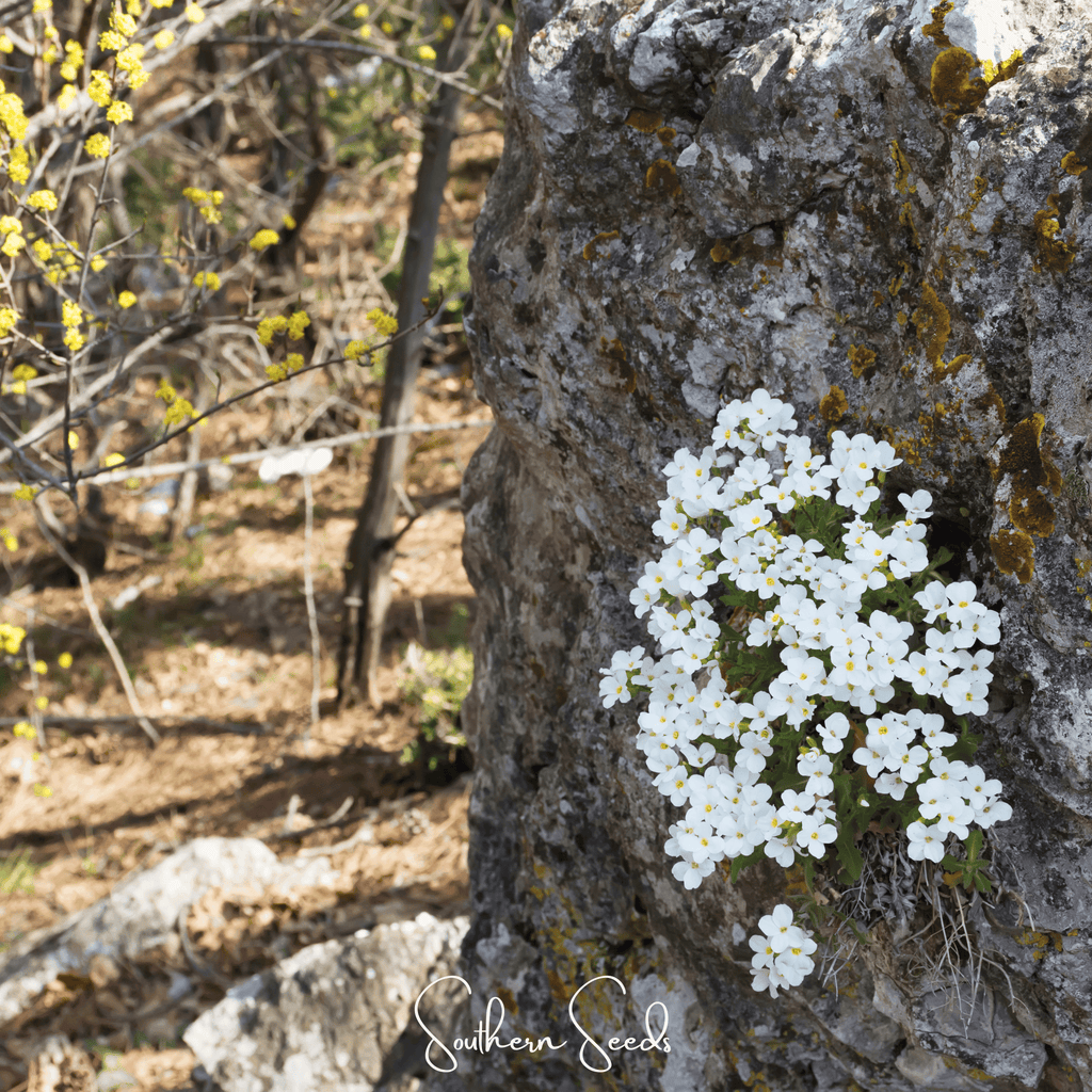 White Rockcress – 250 Seeds Southern Seeds