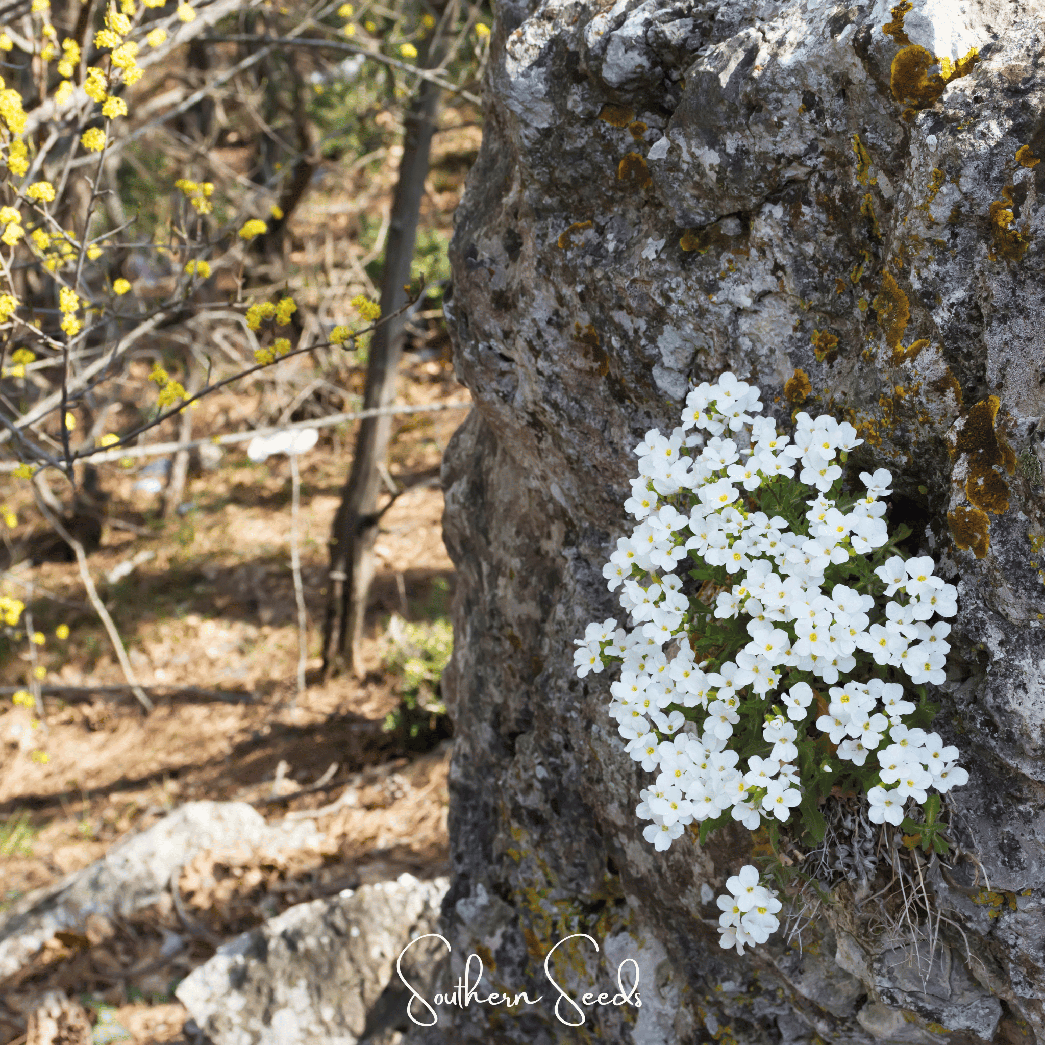 White Rockcress – 250 Seeds Southern Seeds