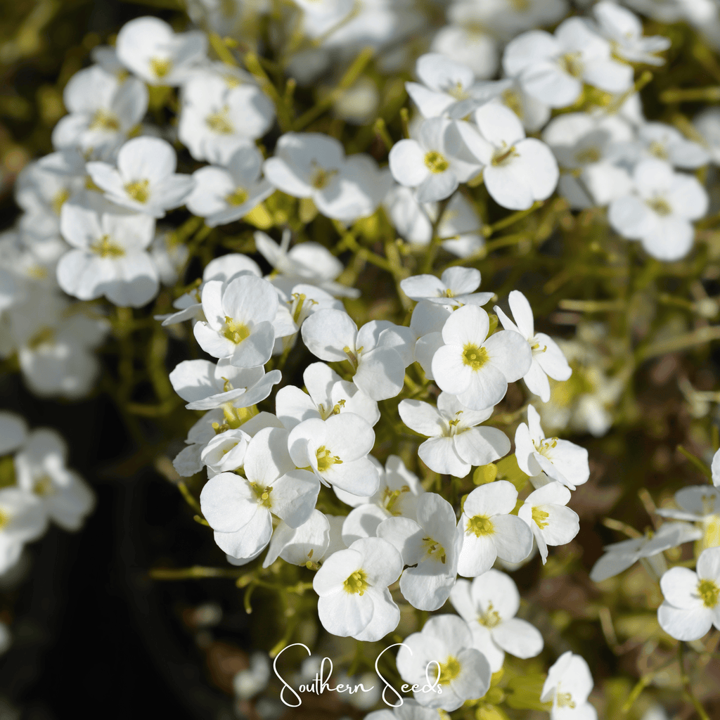 White Rockcress – 250 Seeds Southern Seeds