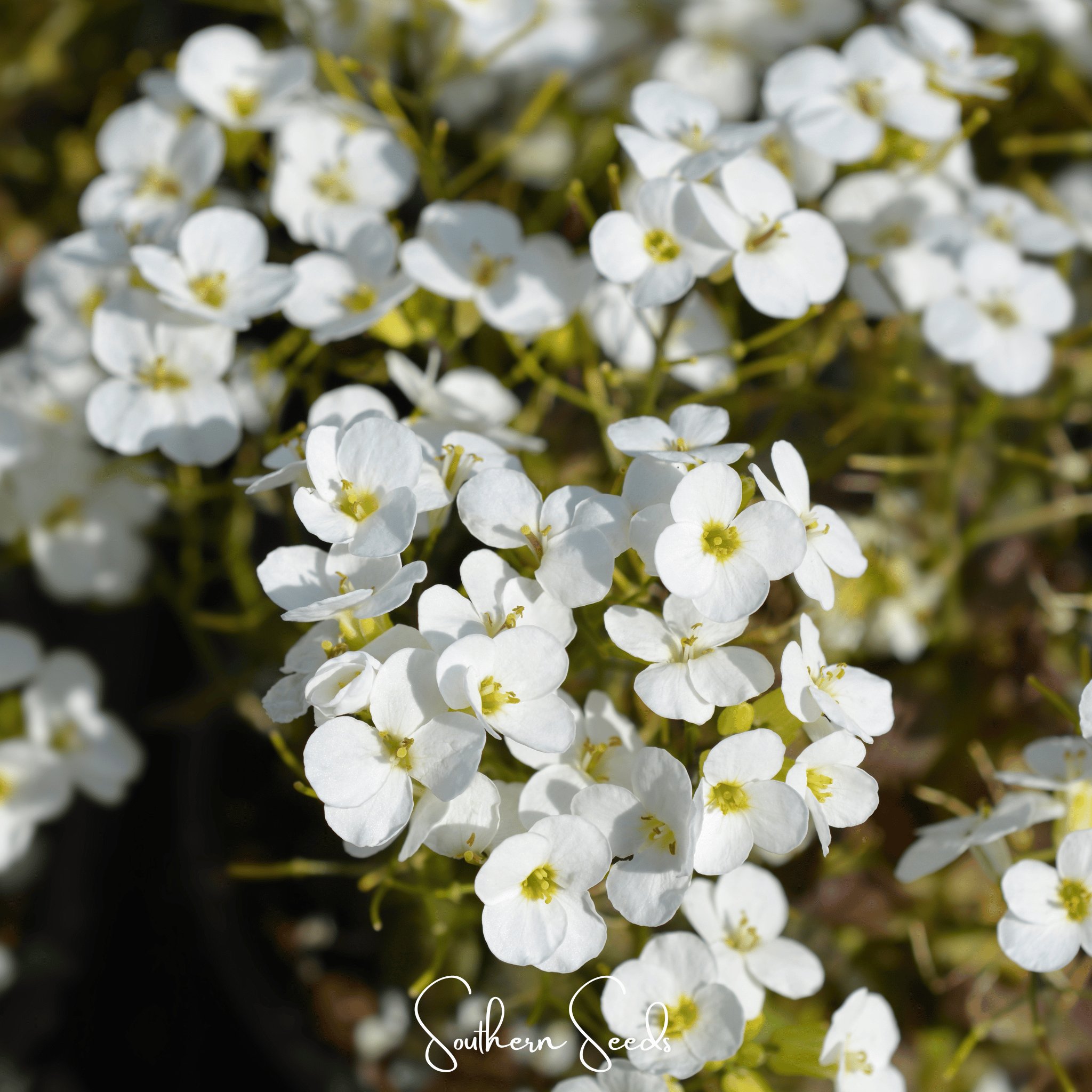 White Rockcress – 250 Seeds Southern Seeds