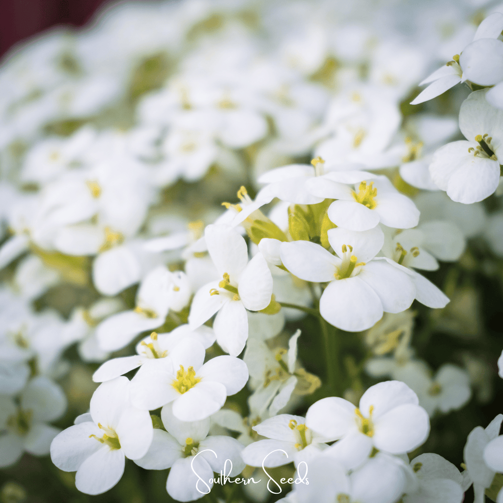 White Rockcress – 250 Seeds Southern Seeds