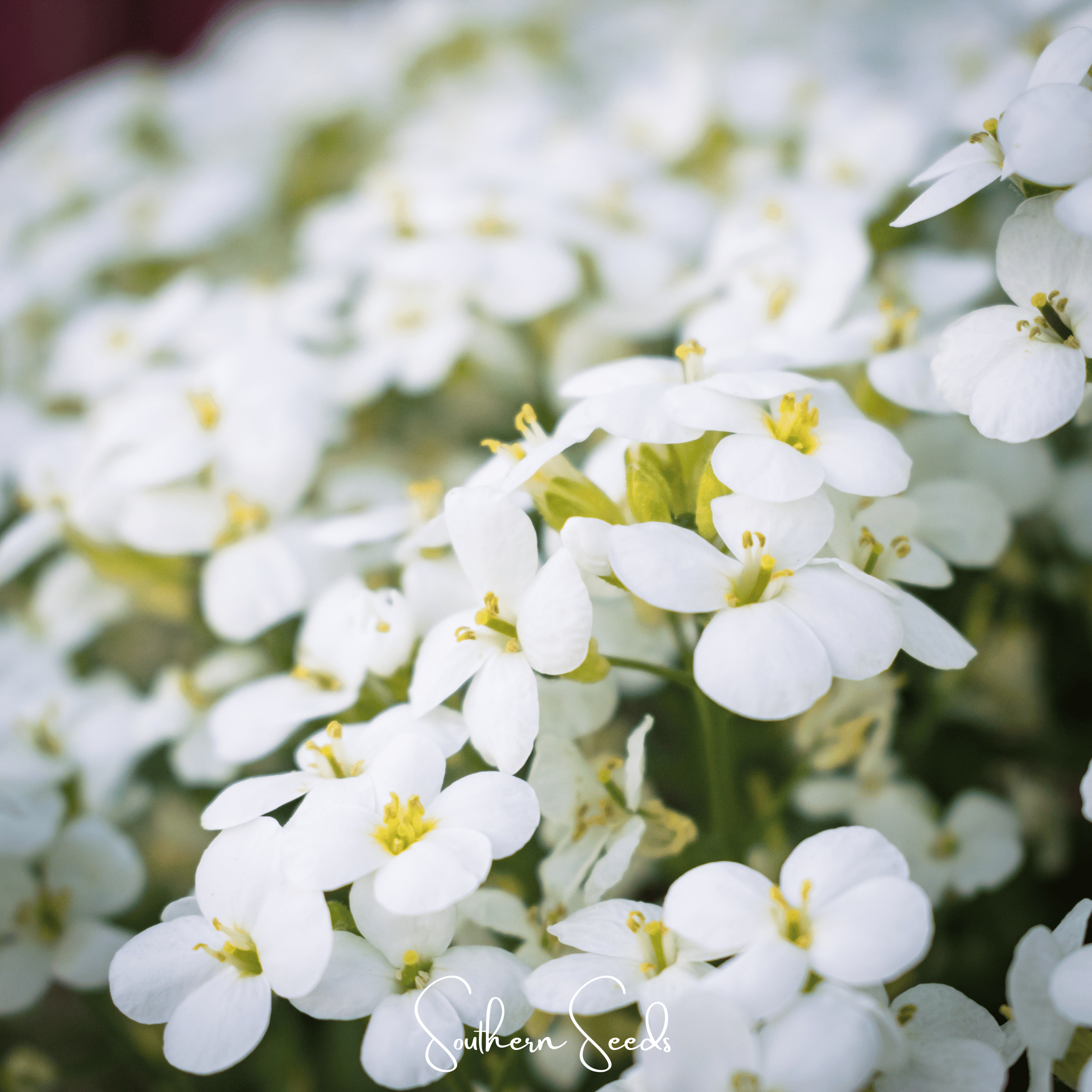 White Rockcress – 250 Seeds Southern Seeds