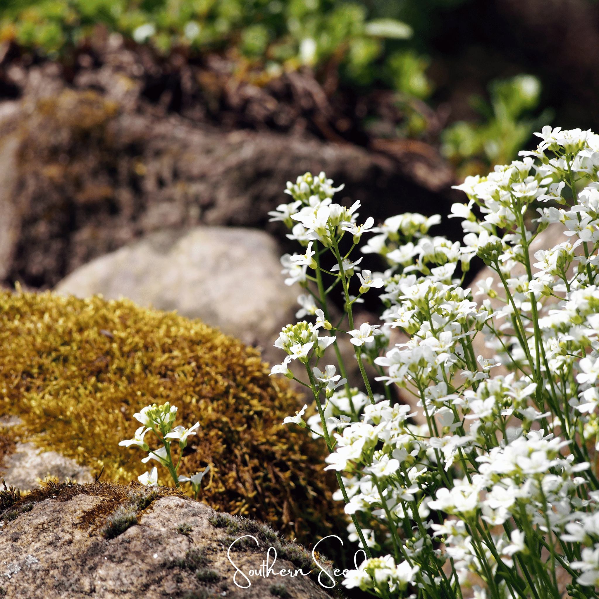 White Rockcress – 250 Seeds Southern Seeds