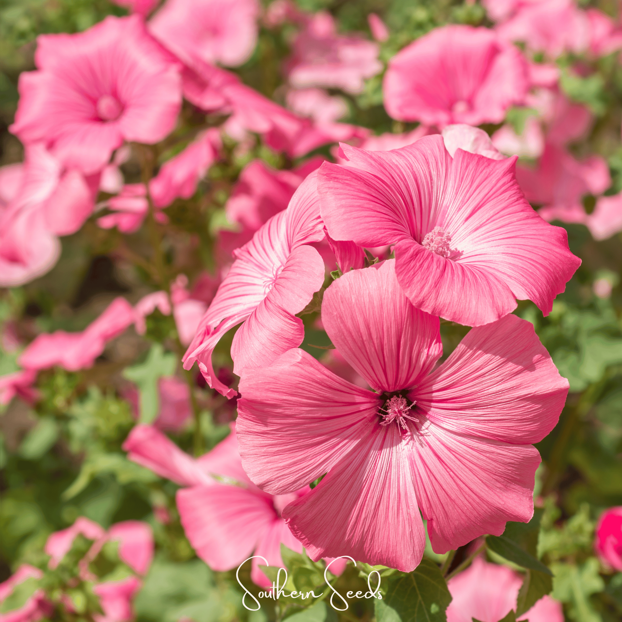 Loveliness Rose Mallow – 50 Seeds Southern Seeds
