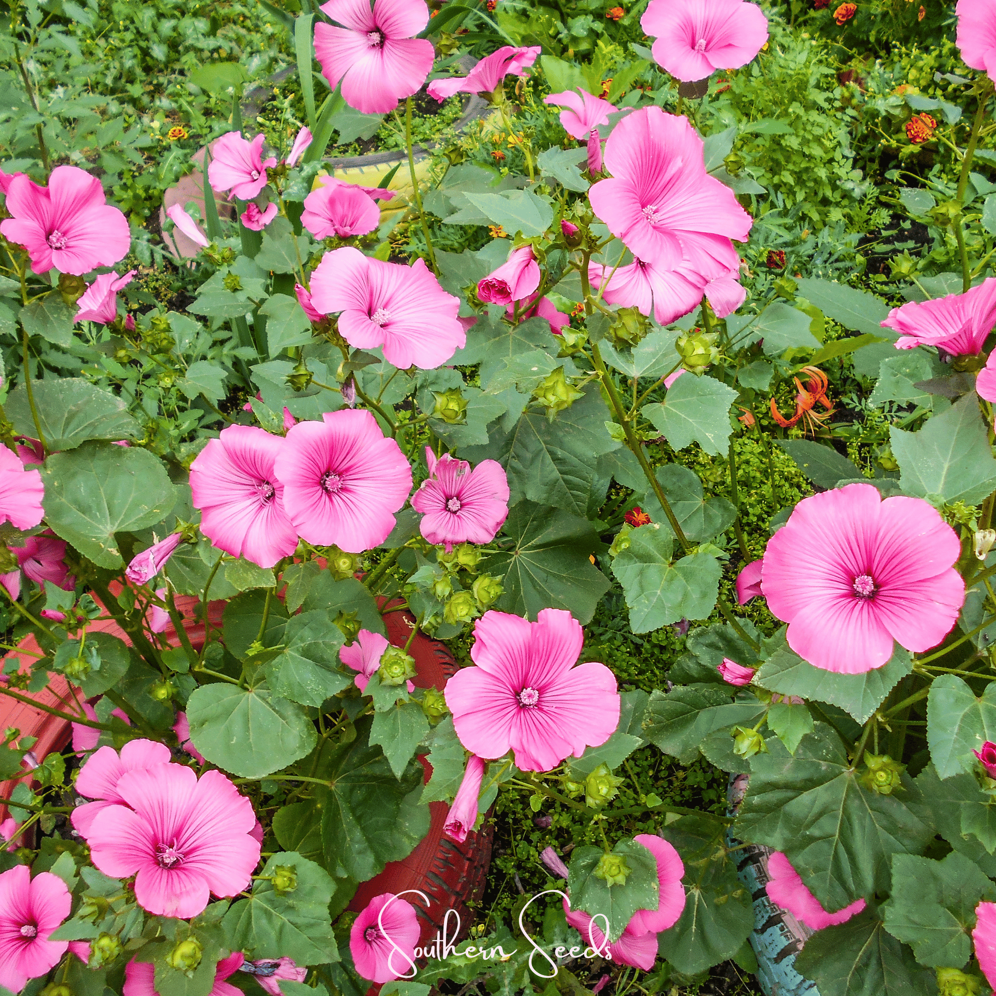 Loveliness Rose Mallow – 50 Seeds Southern Seeds