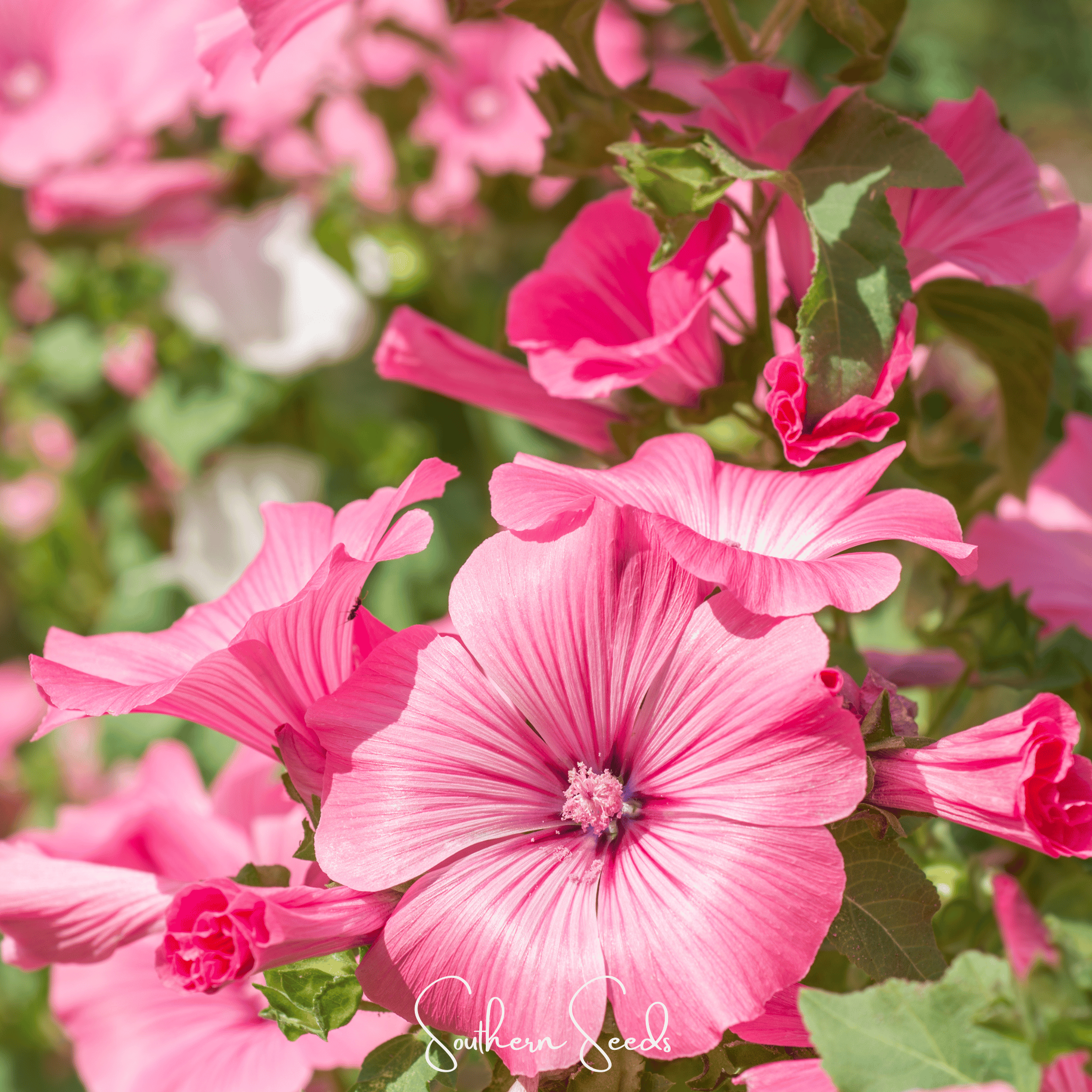 Loveliness Rose Mallow – 50 Seeds Southern Seeds