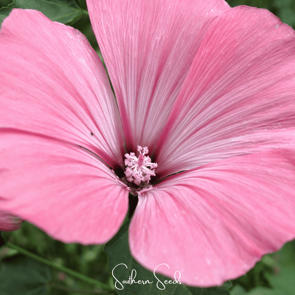 Loveliness Rose Mallow – 50 Seeds Southern Seeds