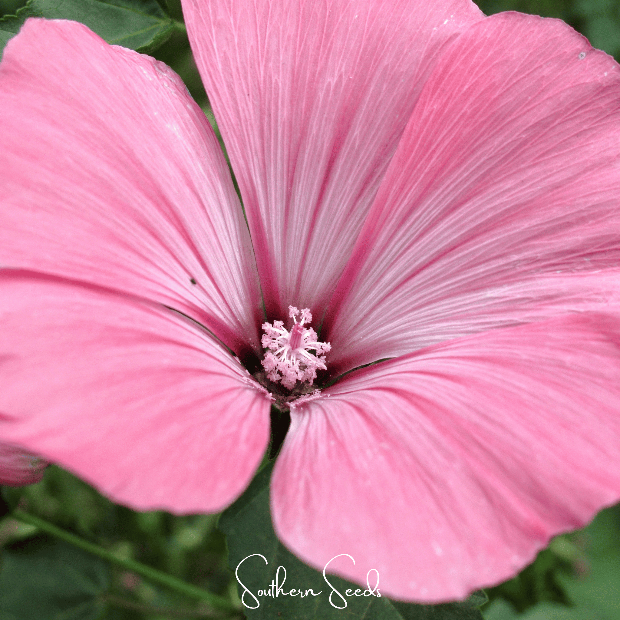 Loveliness Rose Mallow – 50 Seeds Southern Seeds