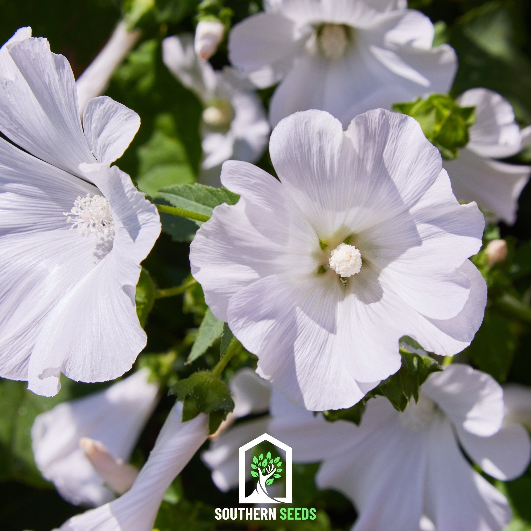 Rose Mallow Mix – 50 Seeds Southern Seeds