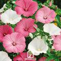 Rose Mallow Mix – 50 Seeds Southern Seeds