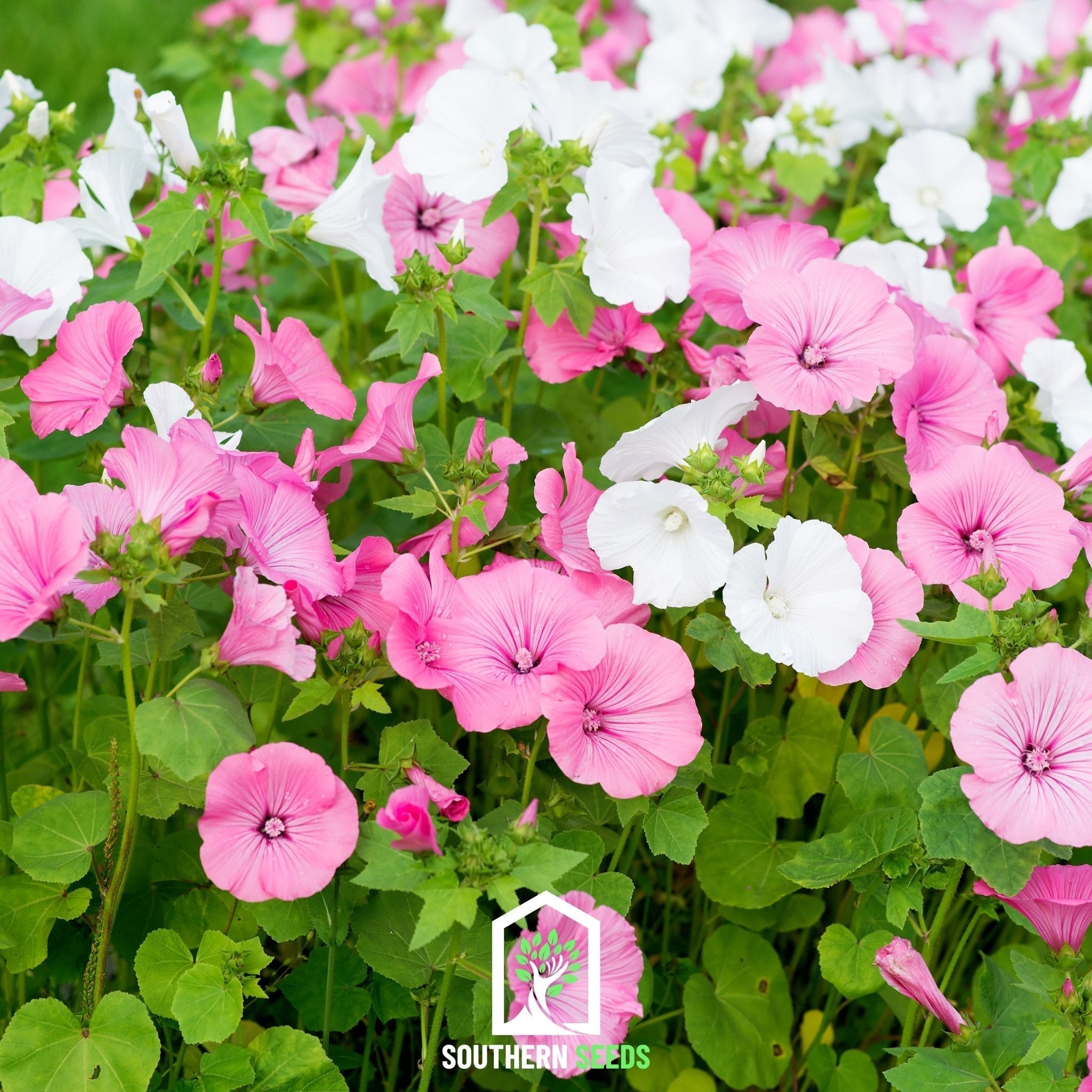Rose Mallow Mix – 50 Seeds Southern Seeds