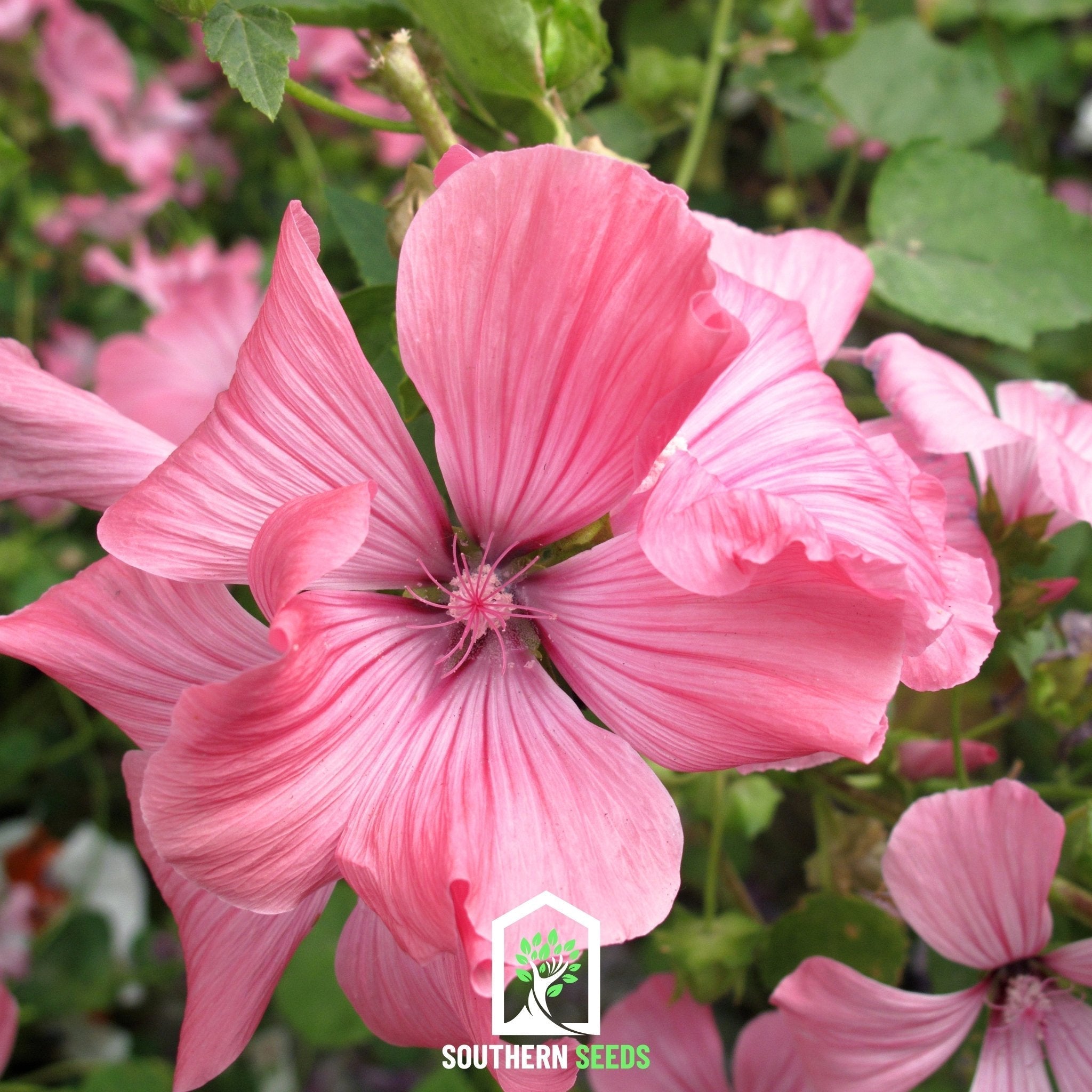 Rose Mallow Mix – 50 Seeds Southern Seeds