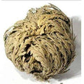 Rose of Jericho - The Immortal Plant Sacred Crystals
