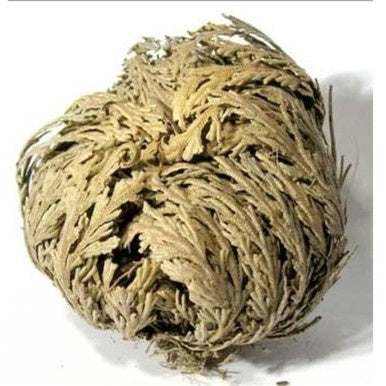 Rose of Jericho - The Immortal Plant Sacred Crystals