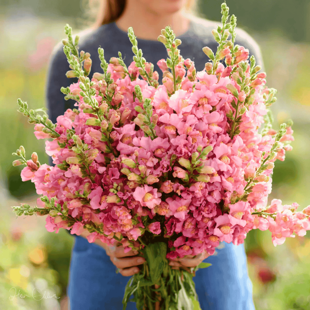 Rose Snapdragon – 200 Seeds Southern Seeds