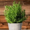 Rosemary – 50 Seeds Southern Seeds