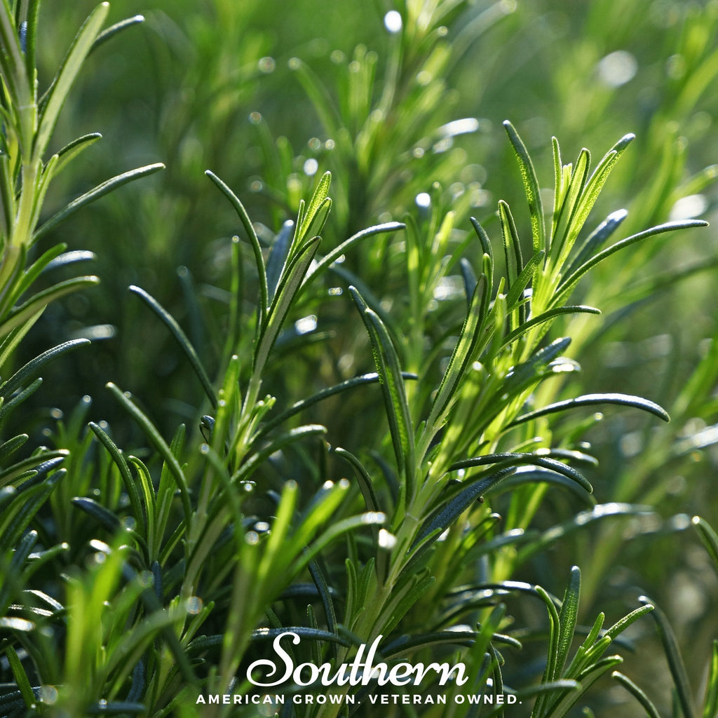 Rosemary – 50 Seeds Southern Seeds