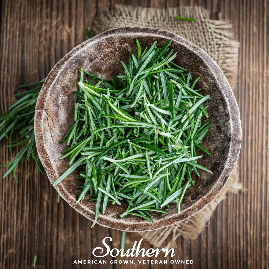Rosemary – 50 Seeds Southern Seeds