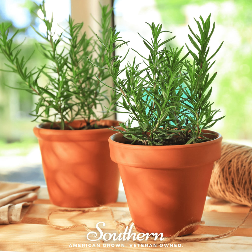 Rosemary – 50 Seeds Southern Seeds