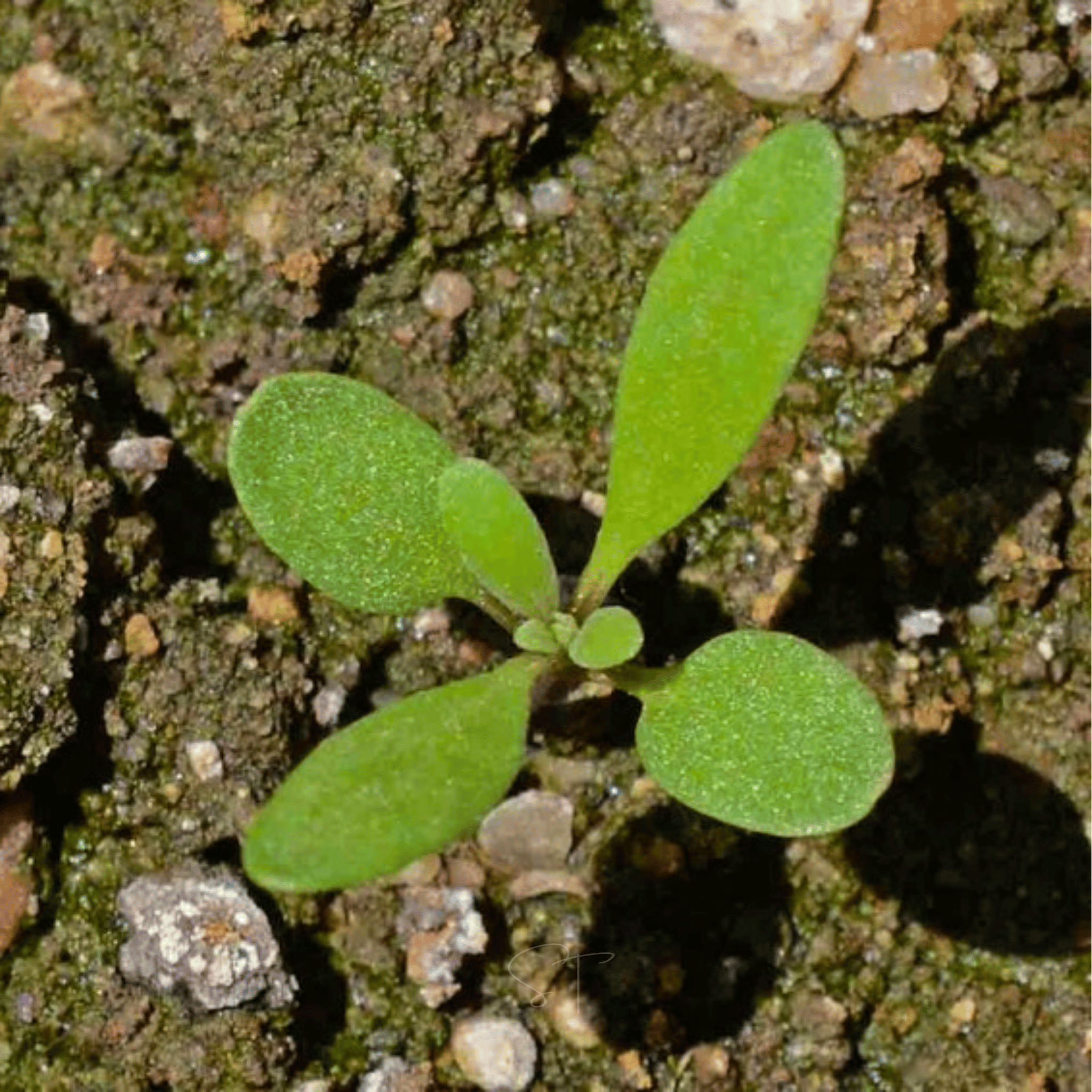 Royal Carpet Alyssum – 100 Seeds Southern Seeds